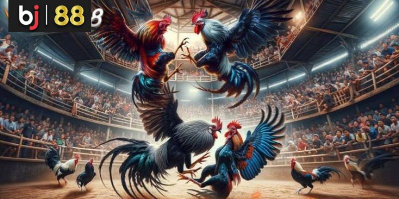 BJ38 - Nhà cái đá gà Thomo uy tín nhất hiện nay BJ38 - Nhà cái đá gà Thomo uy tín nhất hiện nay