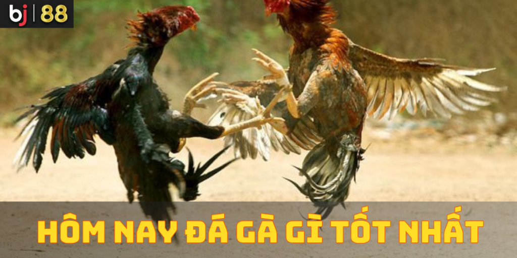 Hôm nay đá gà gì tốt nhất