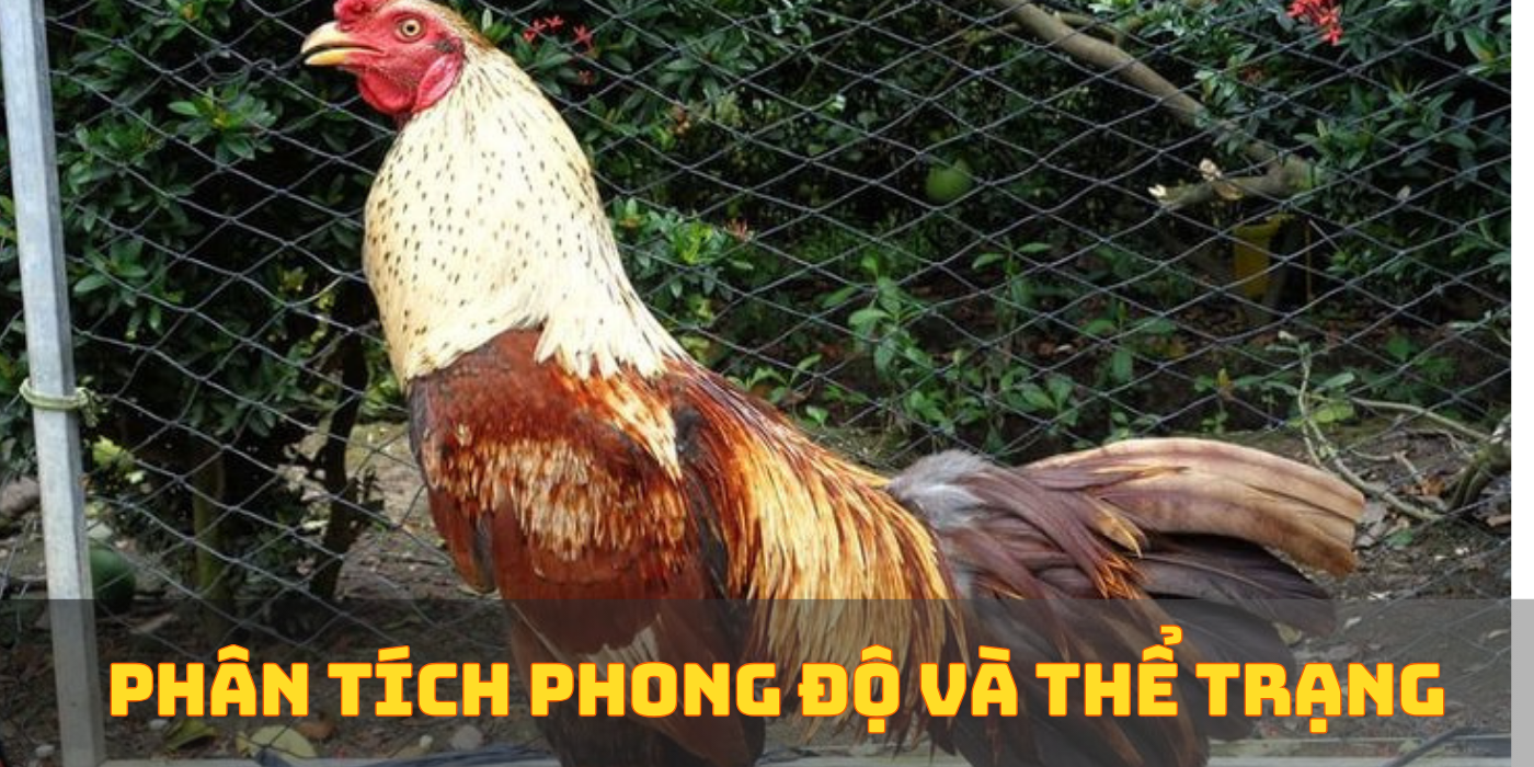 Phân tích phong độ và thể trạng